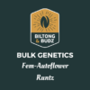 Biltong and Budz Bulk Genetics Runtz Fem Autoflower