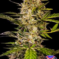 Bay seeds - Maverick [Fem Autoflower]