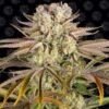 Barney's Farm - Pineapple Express [Feminized]