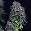 biltong and budz bulk genetics grandaddy purple feminized