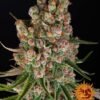 gmo auto feminised seeds 1