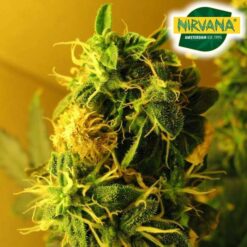 Nirvana Seeds - Northern Light [Fem Autoflower]