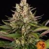 strawberry diesel circle new 21 416844