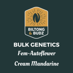 Biltong and Budz Bulk Genetics - Cream Mandarine [Fem Autoflower]