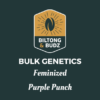 Biltong and Budz Bulk Genetics Purple Punch Feminized