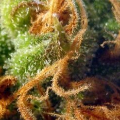 Biltong and Budz Bulk Genetics - Pineapple Chunk [Feminized]