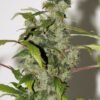 Biltong and Budz Bulk Genetics - Purple Haze [Feminized]