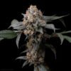 Biltong and Budz Premium Cultivars - Alimony [Feminized]