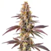 biltong and budz genetics blue cookies fast feminized