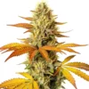 biltong and budz genetics hellfire fast feminized