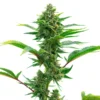 biltong and budz genetics the toad feminized