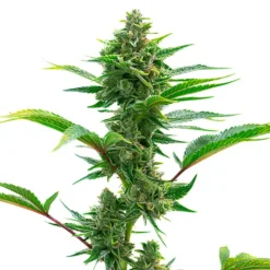 Biltong and Budz Genetics - The Toad [Feminized]