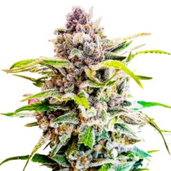 Bay seeds - Mythic Candy [Fem Autoflower]