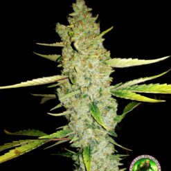 Bay seeds - Fog Monster [Fem Autoflower]