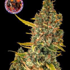 Bay seeds - Russian Gorilla [Fem Autoflower]