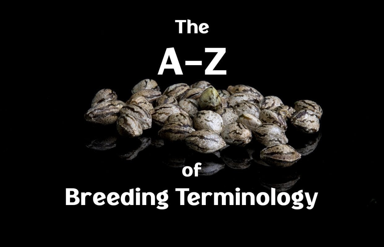 cannaibs breeding terms