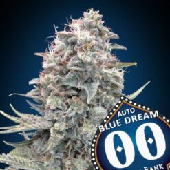 00 Seeds - Blue Dream [Fem Autoflower]