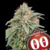 chocolate kush fast 5 u fem 00 seeds p1