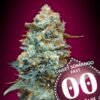 sweet somango fast 5 u fem 00 seeds p1