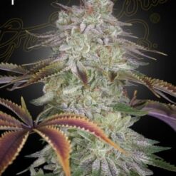 Green House Seed Co. - AlienZ [Feminized]