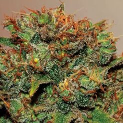 Biltong and Budz Bulk Genetics - Big Bud [Feminized]