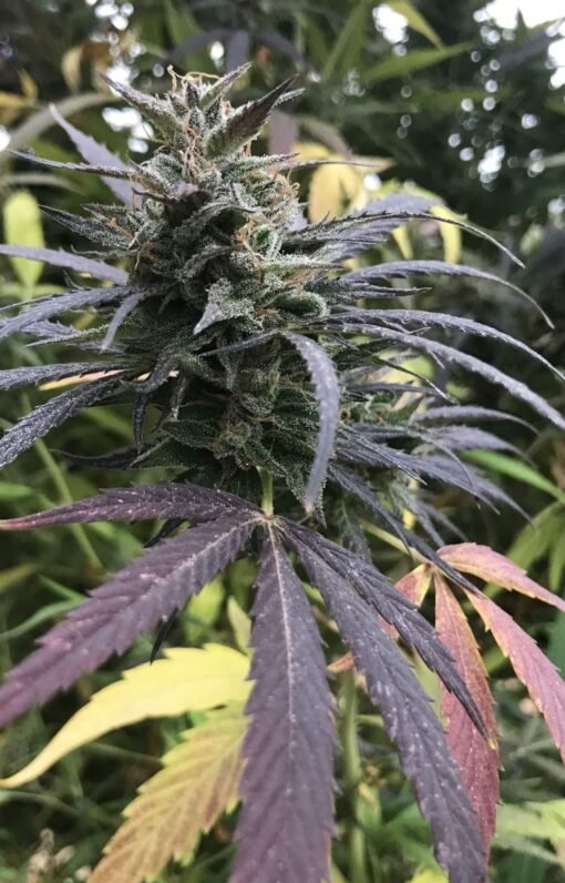 Biltong and Budz Bulk Genetics - Blue Dream FAST [Feminized]