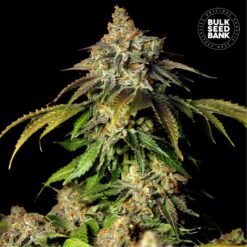 Bulk Seed Bank - Bruce Banner #5 [Fem Autoflower]
