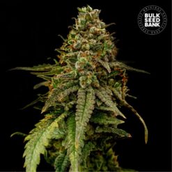 Bulk Seed Bank - Coffe Rocket [Fem Autoflower]