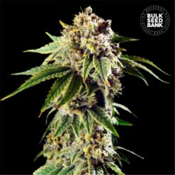 Bulk Seed Bank - Dosidos Rocketos [Fem Autoflower]