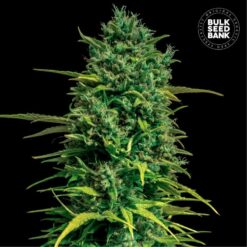 Bulk Seed Bank - Tropical Coconut [Fem Autoflower]