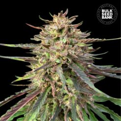 Bulk Seed Bank - CBD Guerilla Glue [Fem Autoflower]