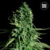Bulk Seed Bank - CBD Cheese [Feminized]