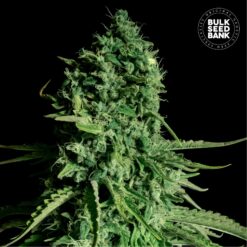 Bulk Seed Bank - CBD Cheese [Feminized]