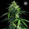 CBD Indica King 1536x1536 1