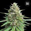 CBD Sativa King 1536x1536 1