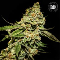 Bulk Seed Bank - Bruce Banner #5 [Feminized]