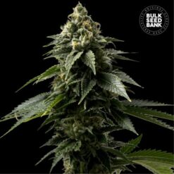 Bulk Seed Bank - Coffe Rocket [Feminized]