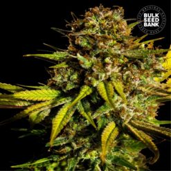 Bulk Seed Bank - Extra Mintz [Feminized]