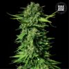 Bulk Seed Bank - Mandalime Juice [Feminized]
