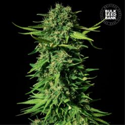 Bulk Seed Bank - Mandalime Juice [Feminized]