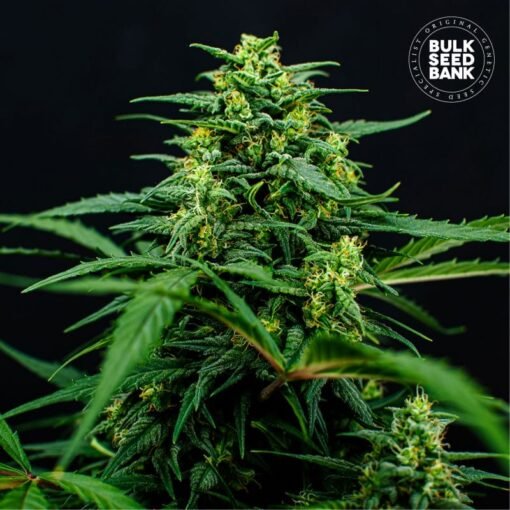 Bulk Seed Bank - Mimosa Famosa [Feminized]