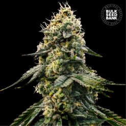 Bulk Seed Bank - Runtz Gluntz [Feminized]