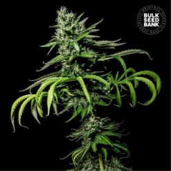Bulk Seed Bank - Tropical Coconut [Feminized]