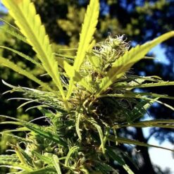 Love Of Landrace - Malawi Gold [Regular]