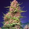 ss strawberry cola sherbet f1 fast version