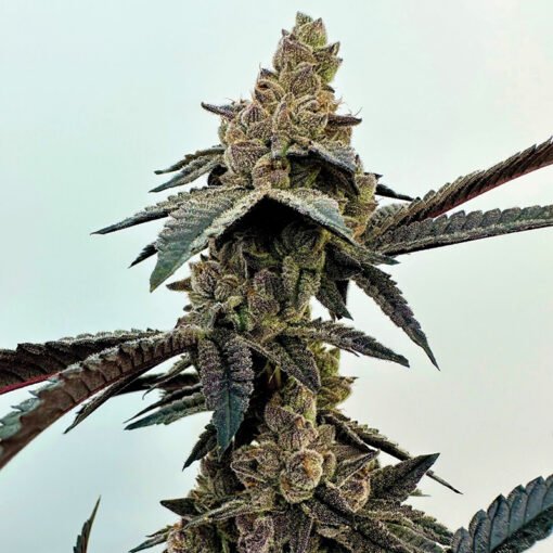 Exotic Genetix - Neon Sunshine [Feminized]