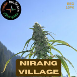 Indian Landrace Exchange - Nirang Village [Regular]
