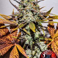 Bay Seeds - Fenrir [Fem Autoflower]