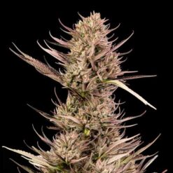 Seedsman - Garlic Muffin F1 [Fem Autoflower]