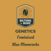 Biltong and Budz Genetics Blue Moonrocks Feminized